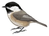 Sichuan Tit Illustration