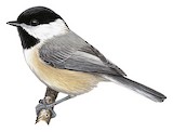 Carolina Chickadee Illustration