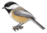 Black-capped Chickadee Illustration