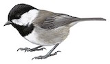 Mexican Chickadee Illustration