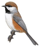 Boreal Chickadee Illustration