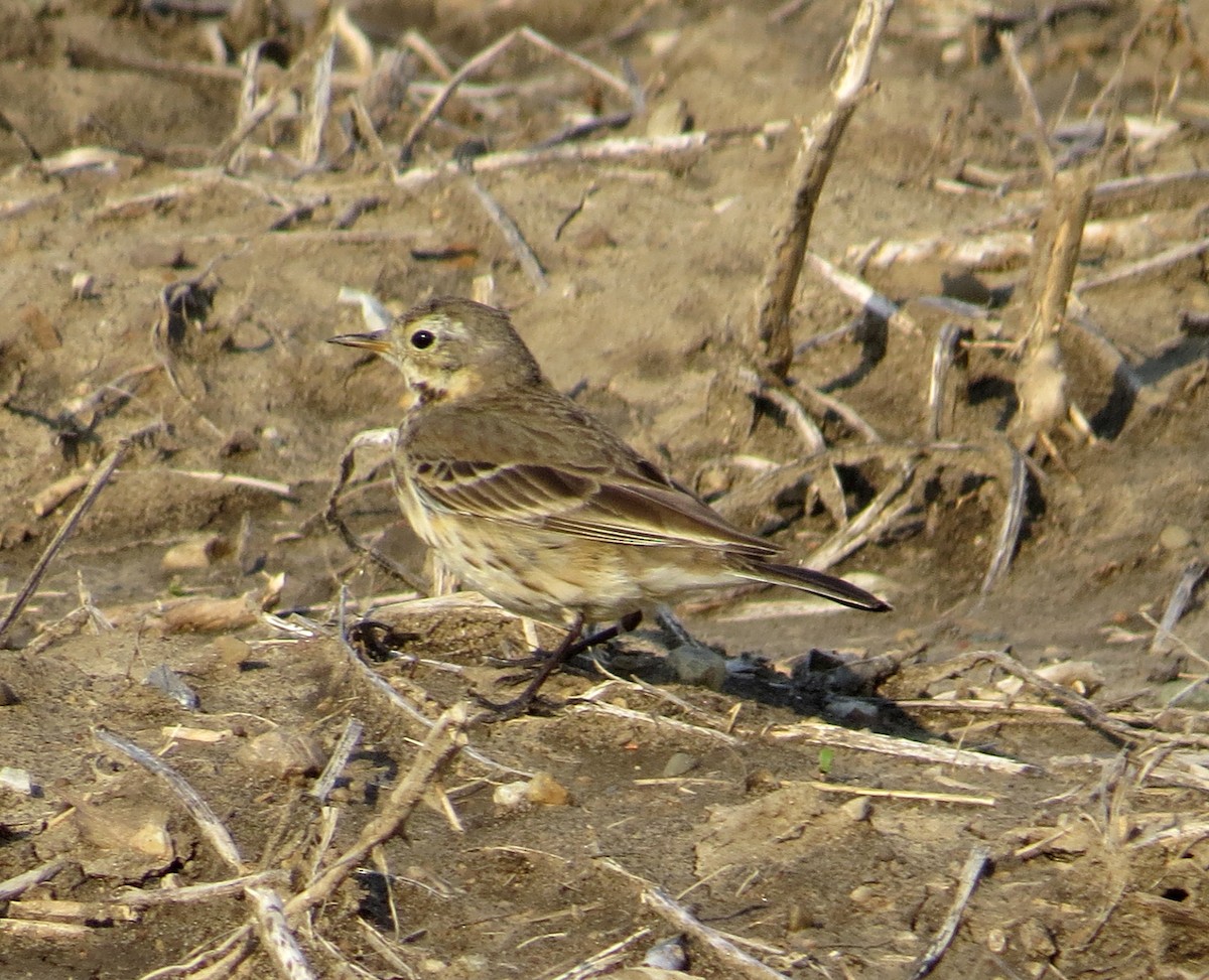 American Pipit - Mark Welter