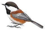 Chestnut-backed Chickadee Illustration