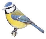 Eurasian Blue Tit Illustration