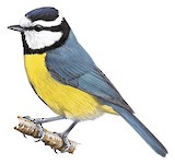 African Blue Tit Illustration