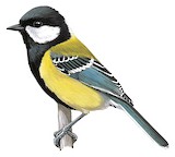 Green-backed Tit Illustration