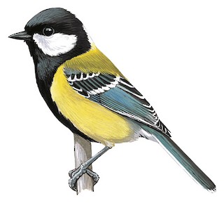 Great Tit - eBird