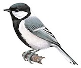 Cinereous Tit Illustration