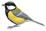 Great Tit Illustration