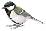 Japanese Tit Illustration