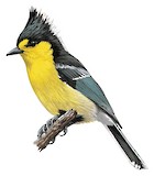 Yellow Tit Illustration