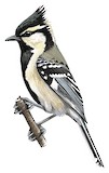 Indian Black-lored Tit Illustration