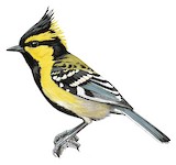 Himalayan Black-lored Tit Illustration