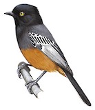 Rufous-bellied Tit Illustration