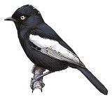 White-shouldered Black Tit Illustration