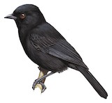 Dusky Tit Illustration