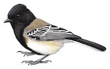 Stripe-breasted Tit Illustration