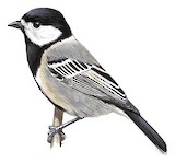 Acacia Tit Illustration