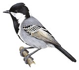 Ashy Tit Illustration