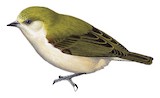 Sennar Penduline Tit Illustration