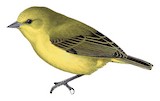 Yellow Penduline Tit Illustration