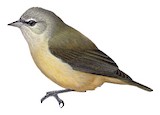 Cape Penduline Tit Illustration