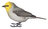 Verdin Illustration