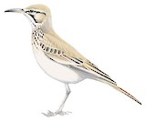 Greater Hoopoe-Lark Illustration