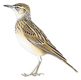 Short-clawed Lark Illustration