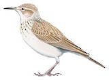 Benguela Long-billed Lark Illustration