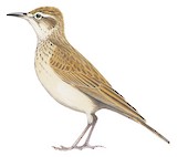 Eastern Long-billed Lark Illustration