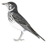 Dusky Lark Illustration