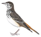 Rufous-rumped Lark Illustration