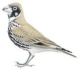 Thick-billed Lark Illustration