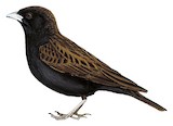 Black-eared Sparrow-Lark Illustration