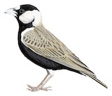 Black-crowned Sparrow-Lark Illustration