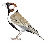 Chestnut-headed Sparrow-Lark Illustration