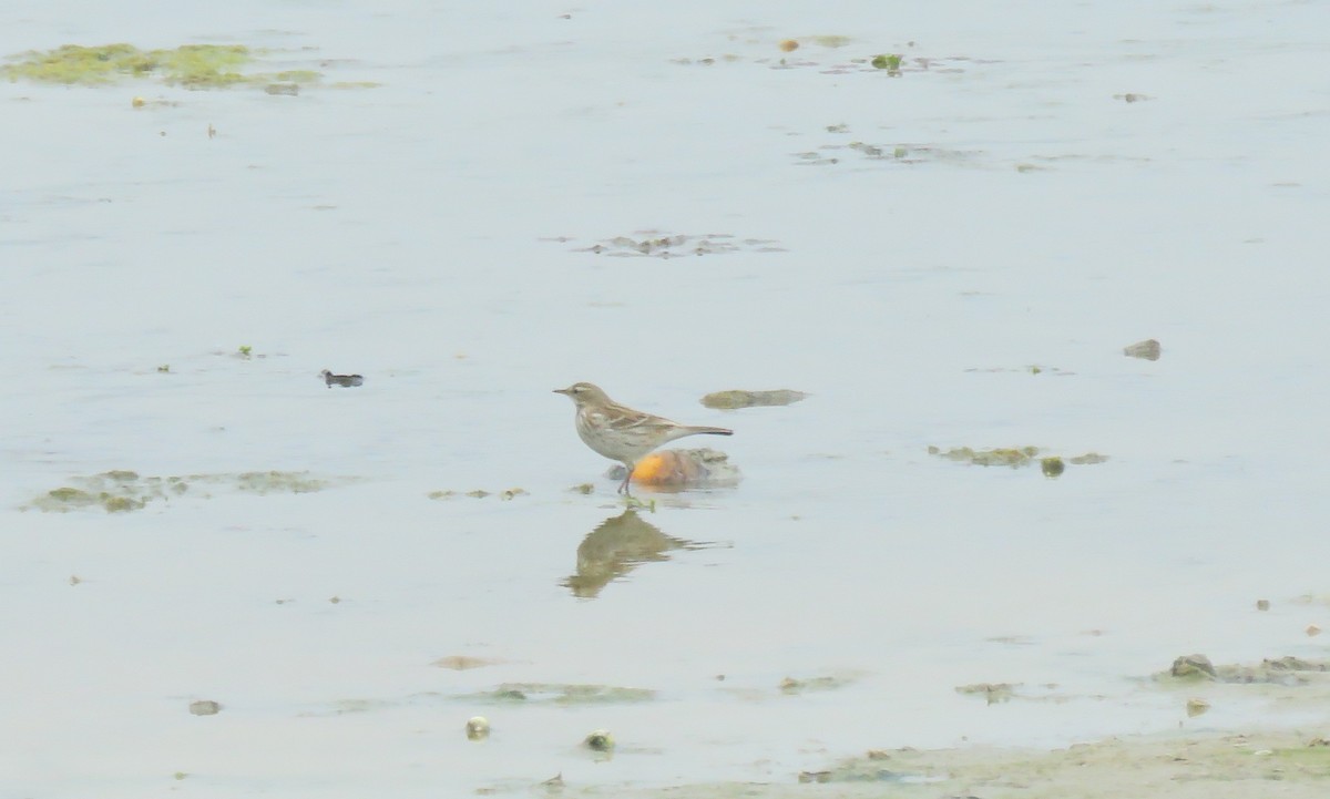 Water Pipit - ML153094711