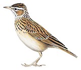 Sabota Lark Illustration