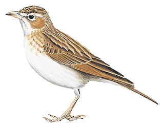 Fawn-colored Lark - Calendulauda africanoides - Birds of the World