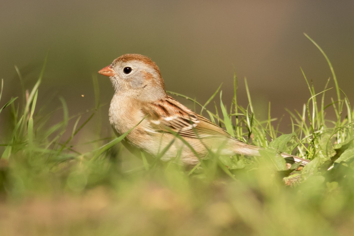 Field Sparrow - August Davidson-Onsgard