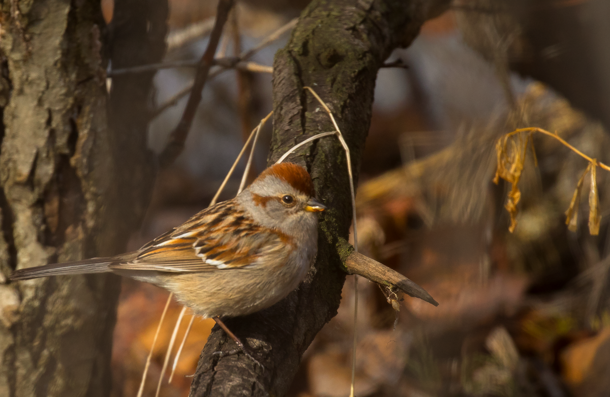 American Tree Sparrow - ML153095361