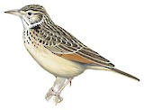 Red-winged Lark Illustration