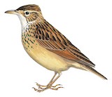 Angola Lark Illustration