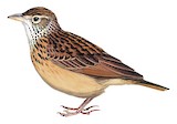 Flappet Lark Illustration