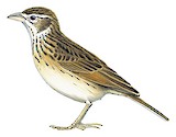 Williams's Lark Illustration