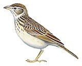 Friedmann's Lark Illustration