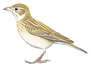 Illustration of  - Kordofan Lark