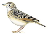 Singing Bush Lark Illustration