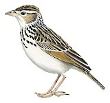 Burmese Bush Lark Illustration